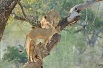 Le parc Kruger autrement... Le parc Kruger autrement...